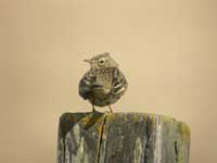 ngspiplrka (Anthus pratensis) Meadow Pipit