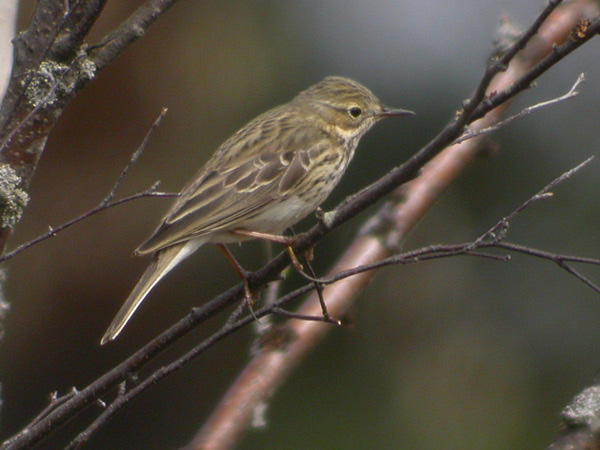 Ängspiplärka (Anthus pratensis) Meadow Pipit