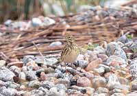 ngspiplrka (Anthus pratensis) Meadow Pipit