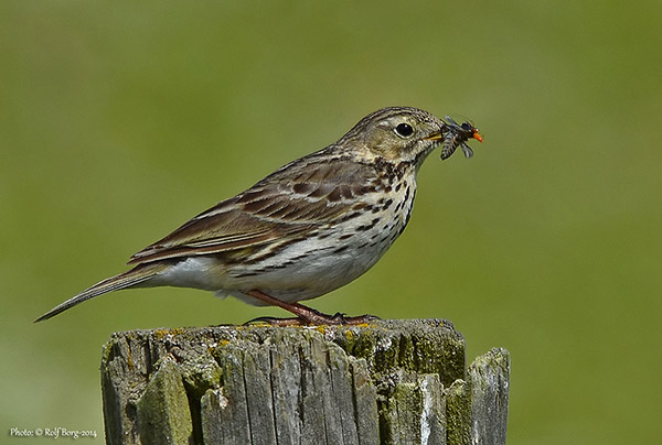 Ängspiplärka (Anthus pratensis) Meadow Pipit