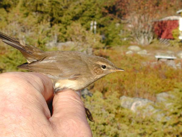 Brunsångare (Phylloscopus fuscatus) Dusky Warbler