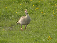 Nilgs (Alopochen aegyptiaca) Egyptian Goose