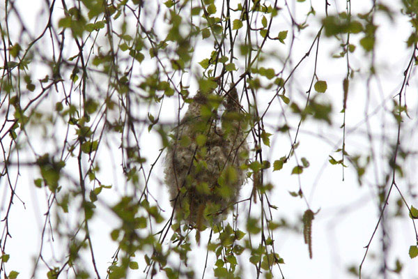 Pungmes (Remiz pendulinus) Eurasian Penduline Tit