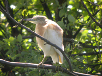 Rallhger (Ardeola ralloides) Squacco Heron