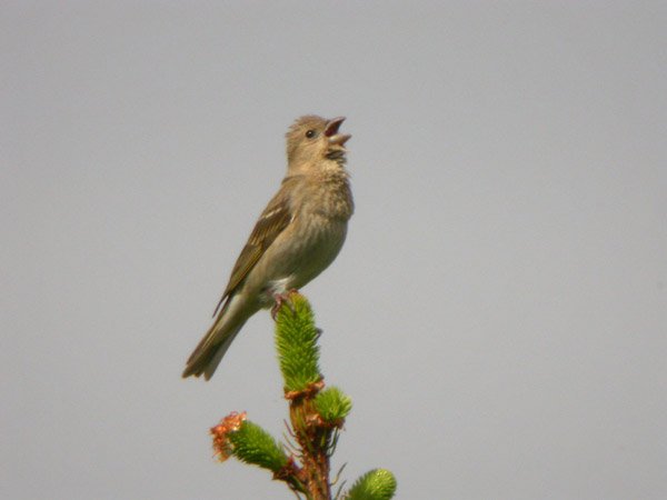 Rosenfink (Carpodacus erythrinus) Common Rosefinch