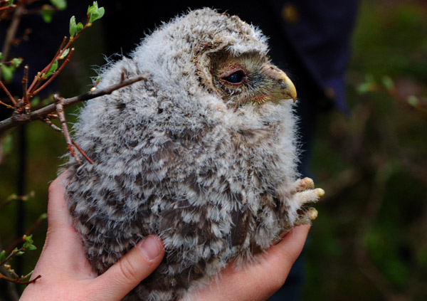 Slaguggla (Strix uralensis) Ural Owl 
