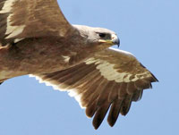 Stpprn (Aquila nipalensis) Steppe Eagle