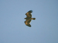 Stpprn (Aquila nipalensis) Steppe Eagle
