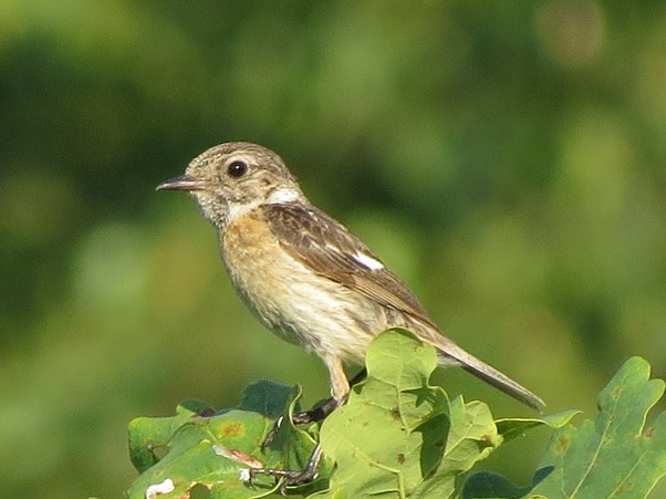 Svarthakad buskskvätta (Saxicola rubicola) European Stonechat