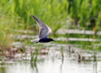 Svarttärna (Chlidonias niger) Black Tern
