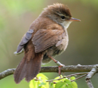 Cettisngare (Cettia cetti) Cetti's Warbler