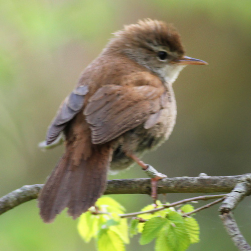 Cettisngare (Cettia cetti) Cetti's Warbler