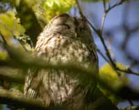 Kattuggla (Strix aluco) Tawny Owl