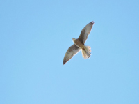 Aftonfalk (Falco vespertinus) Red-footed Falcon