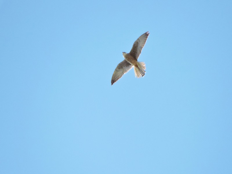 Aftonfalk (Falco vespertinus) Red-footed Falcon