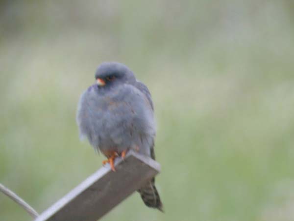 Aftonfalk (Falco vespertinus) Red-footed Falcon