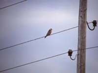 Aftonfalk (Falco vespertinus) Red-footed Falcon