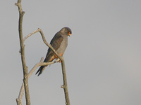 Aftonfalk (Falco vespertinus) Red-footed Falcon