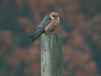 Aftonfalk (Falco vespertinus) Red-footed Falcon