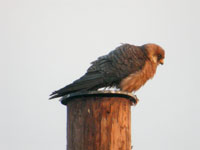 Aftonfalk (Falco vespertinus) Red-footed Falcon