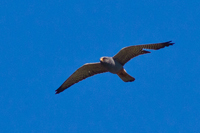 Aftonfalk (Falco vespertinus) Red-footed Falcon