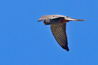 Aftonfalk (Falco vespertinus) Red-footed Falcon