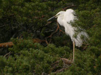 gretthger (Egretta alba) Great Egret