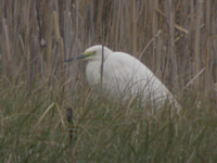 gretthger (Egretta alba) Great Egret