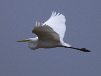 gretthger (Egretta alba) Great Egret