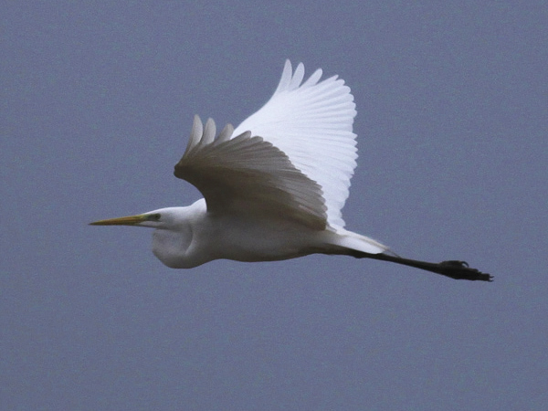 Ägretthäger (Egretta alba) Great Egret