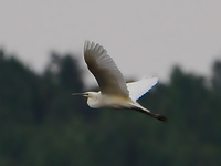 gretthger (Egretta alba) Great Egret