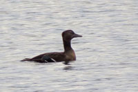 Alfrrdare (Polysticta stelleri) Steller's Eider