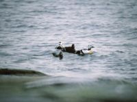 Alfrrdare (Polysticta stelleri) Steller's Eider