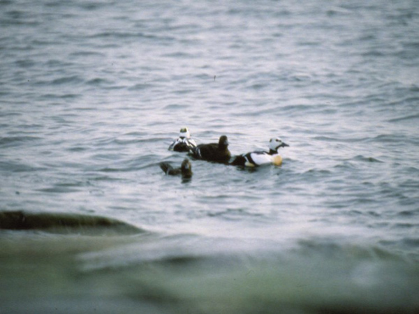 Alförrädare (Polysticta stelleri) Steller's Eider