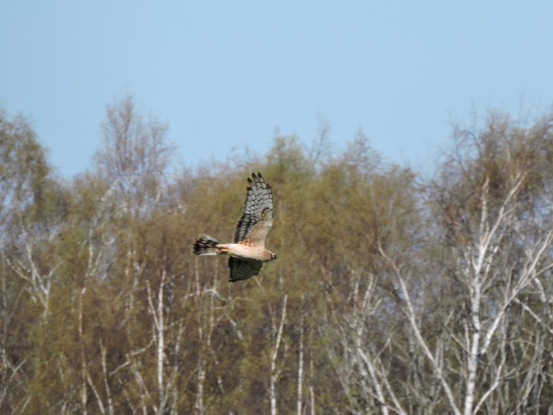 Ängshök (Circus pygargus) Montagu's Harrier 