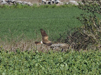 ngshk (Circus pygargus) Montagu's Harrier