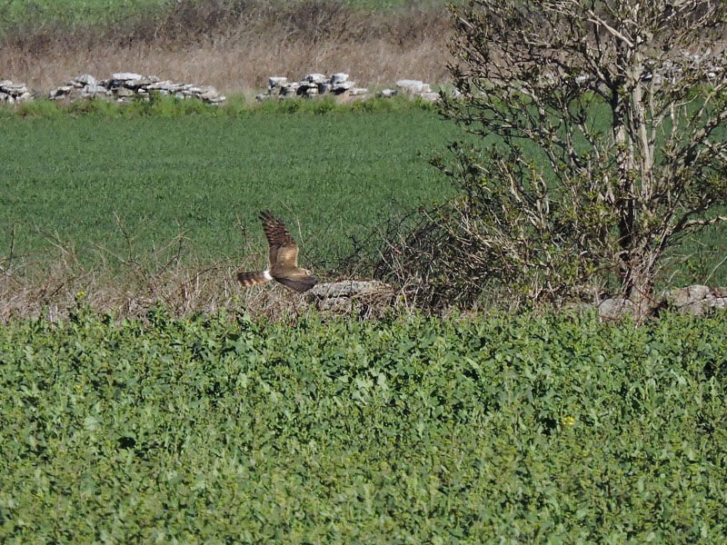 Ängshök (Circus pygargus) Montagu's Harrier 