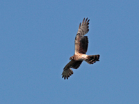 ngshk (Circus pygargus) Montagu's Harrier