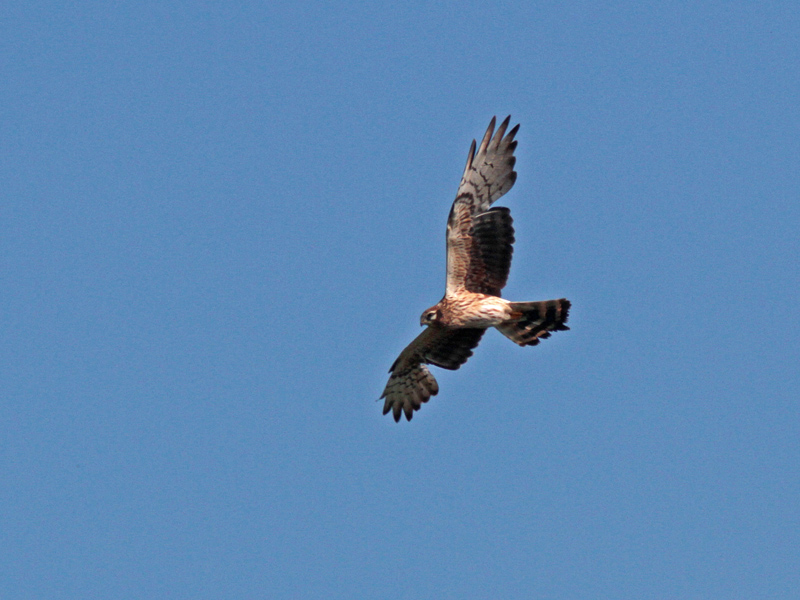 Ängshök (Circus pygargus) Montagu's Harrier 