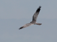 ngshk (Circus pygargus) Montagu's Harrier