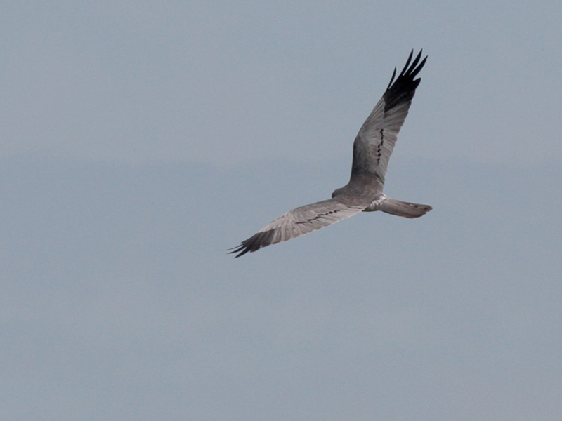 Ängshök (Circus pygargus) Montagu's Harrier 