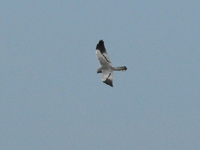 ngshk (Circus pygargus) Montagu's Harrier