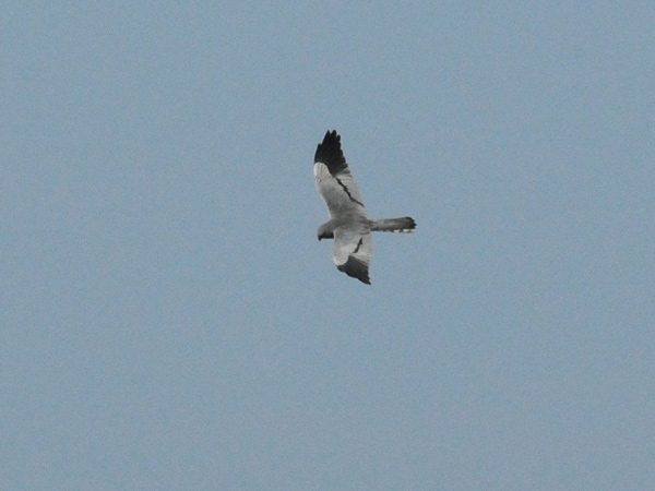Ängshök (Circus pygargus) Montagu's Harrier Tornfalk (Falco tinnunculus) Common Kestrel