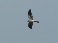 ngshk (Circus pygargus) Montagu's Harrier