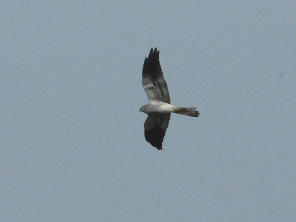 Ängshök (Circus pygargus) Montagu's Harrier 