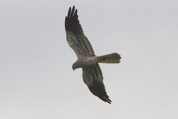 Ängshök (Circus pygargus) Montagu's Harrier 