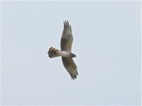 ngshk (Circus pygargus) Montagu's Harrier