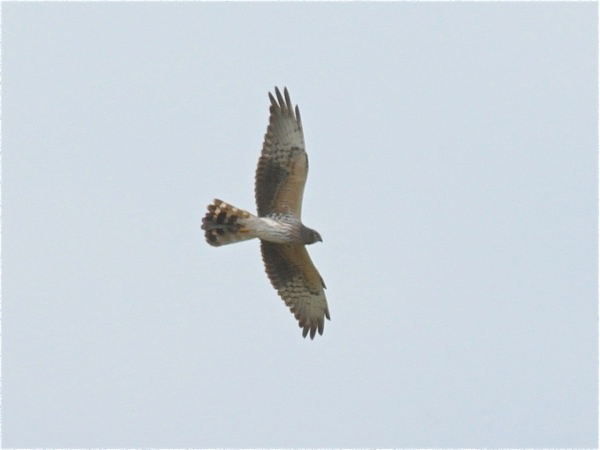 Ängshök (Circus pygargus) Montagu's Harrier 