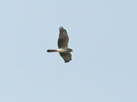 ngshk (Circus pygargus) Montagu's Harrier