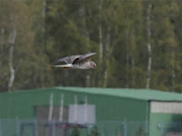 ngshk (Circus pygargus) Montagu's Harrier